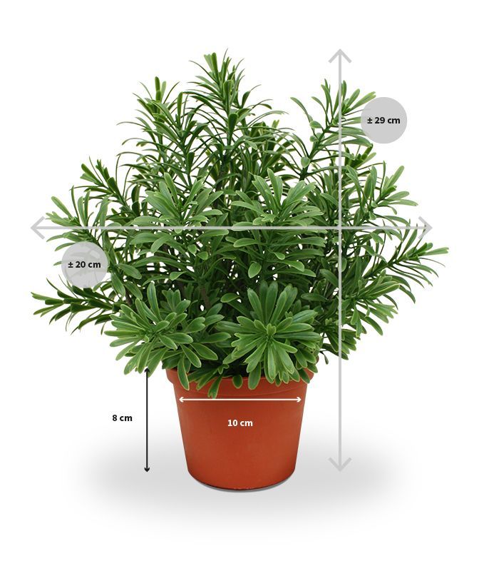 Crossostephium kunst vetplant in plastic pot 28cm