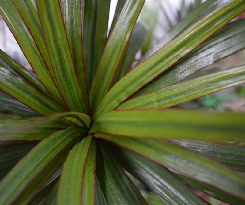 Draceana Marginata kunstplant 50cm