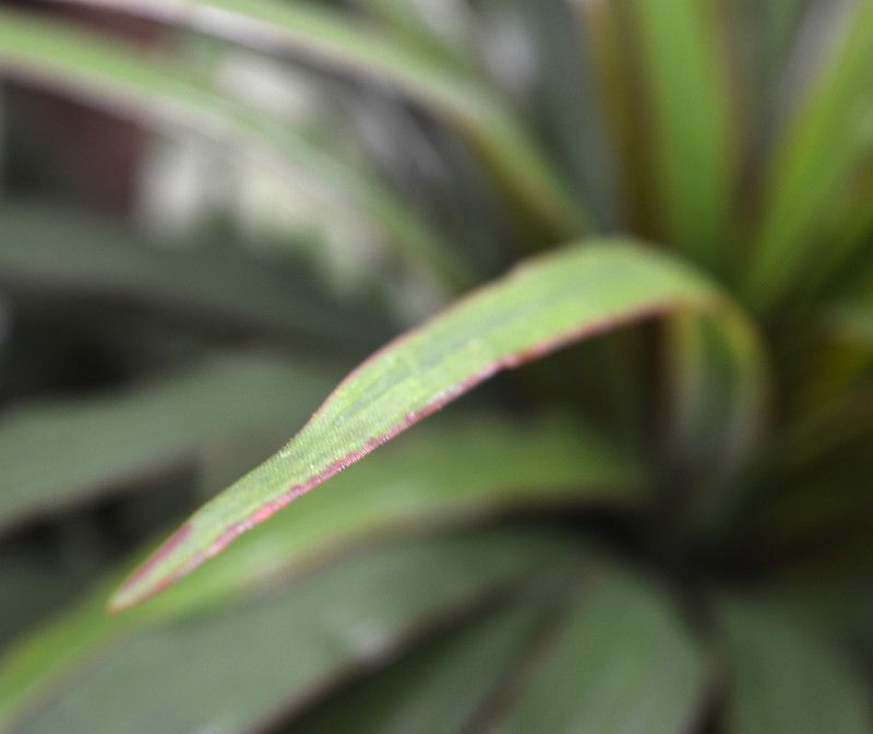 Draceana Marginata kunstplant 50cm