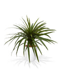 Draceana Marginata kunstplant 50cm