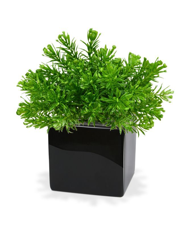 Senecio Mos kunstplant 15cm in pot