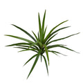 Draceana Marginata Kunstplant 40cm