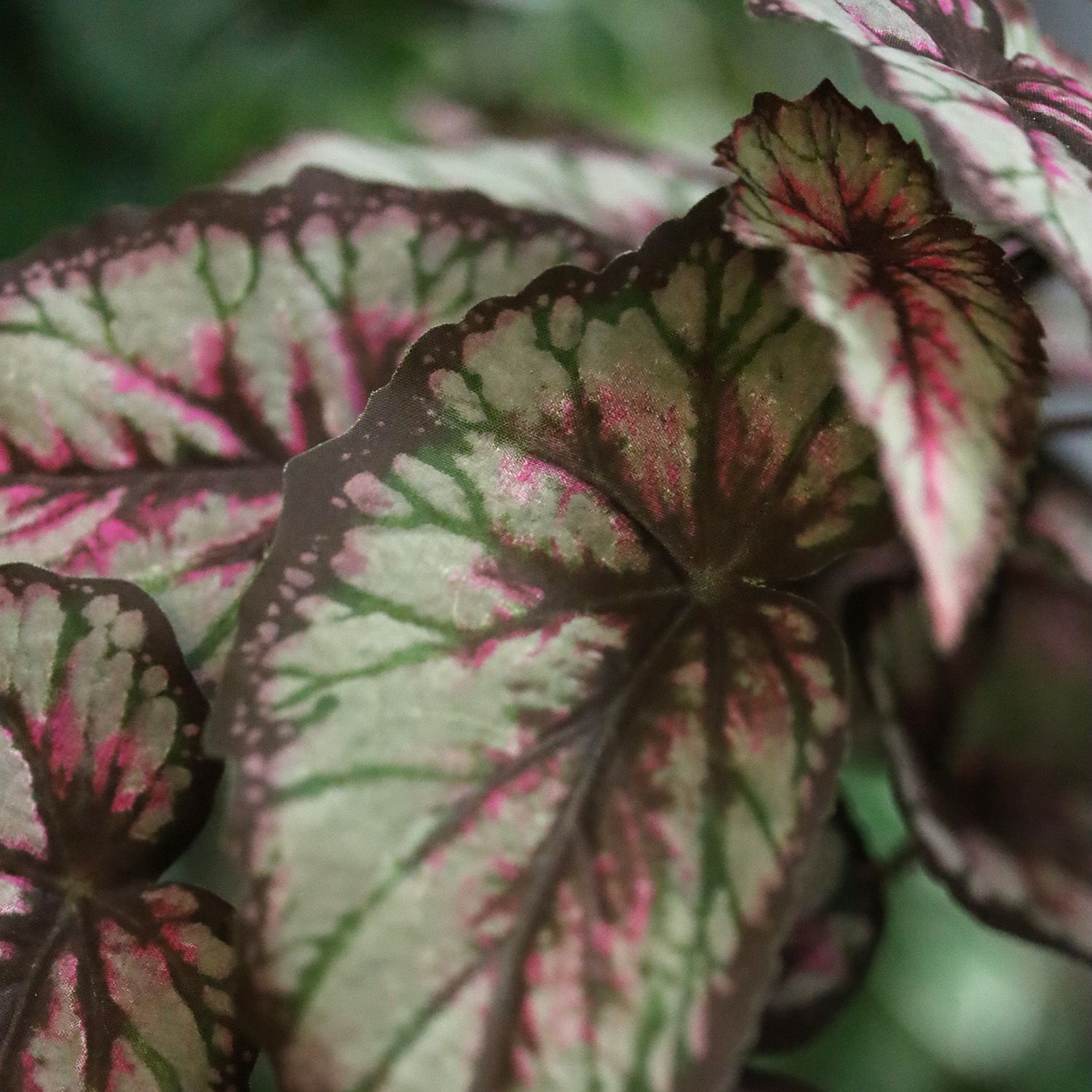 Bladbegonia Kunstplant 33cm