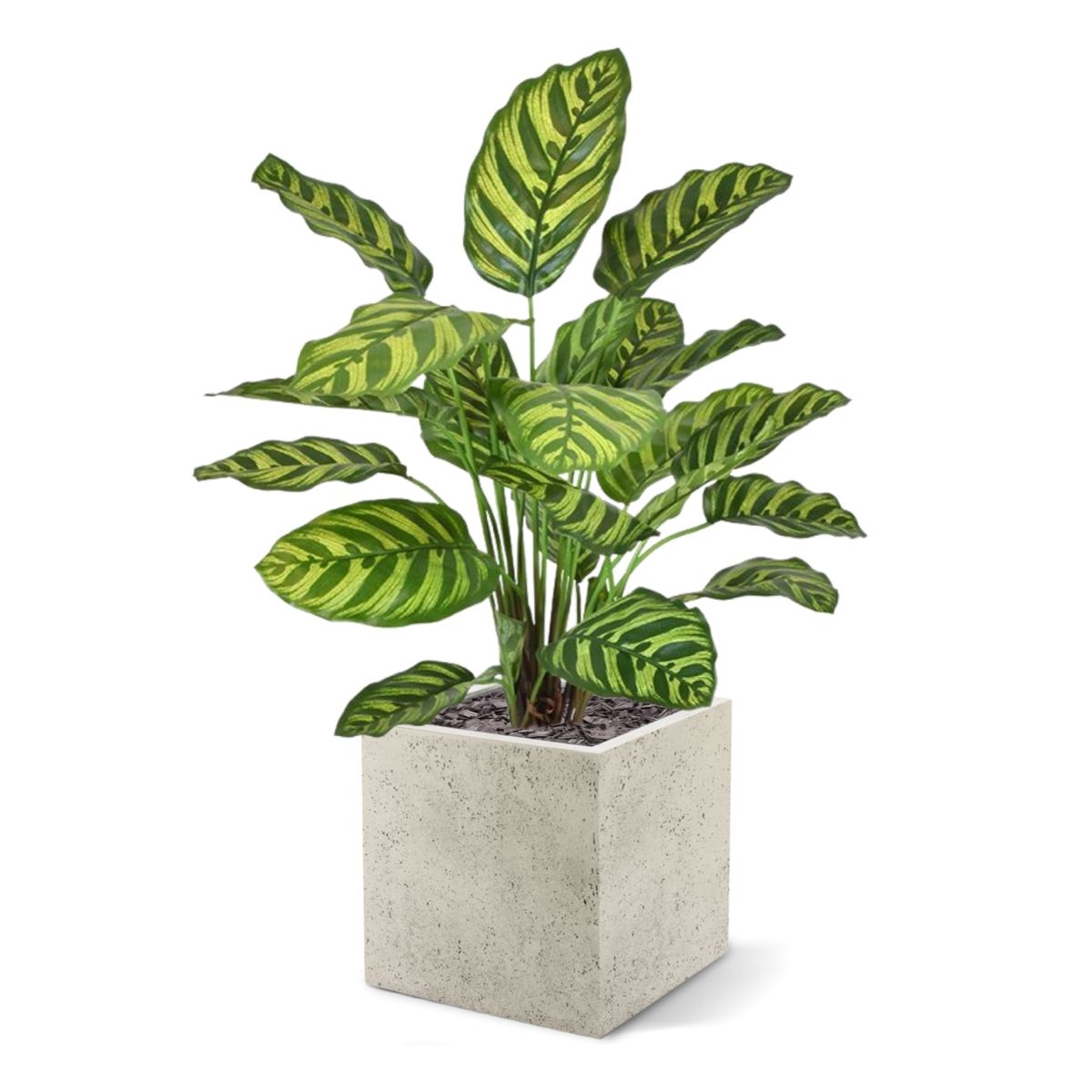 Calathea Makoyana kunstplant 60cm