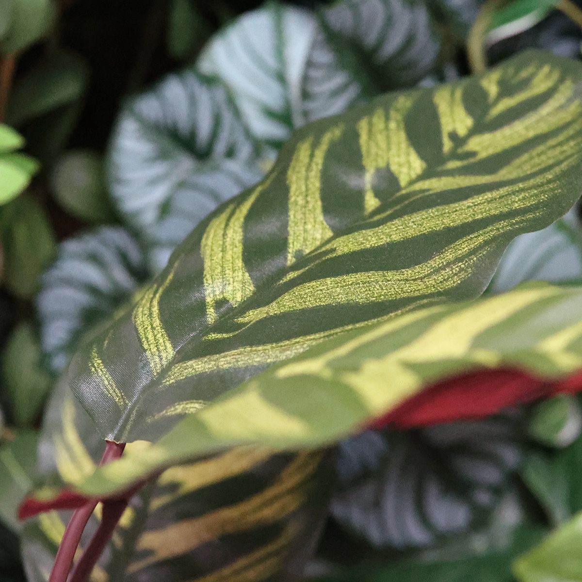 Red Calathea Makoyana FR Kunstplant 60cm
