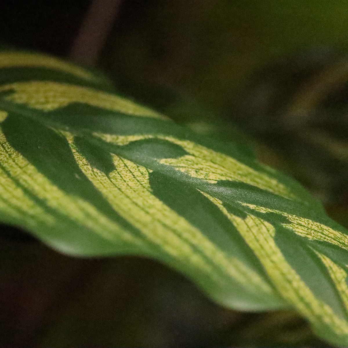 Red Calathea Makoyana kunstplant Deluxe 115cm
