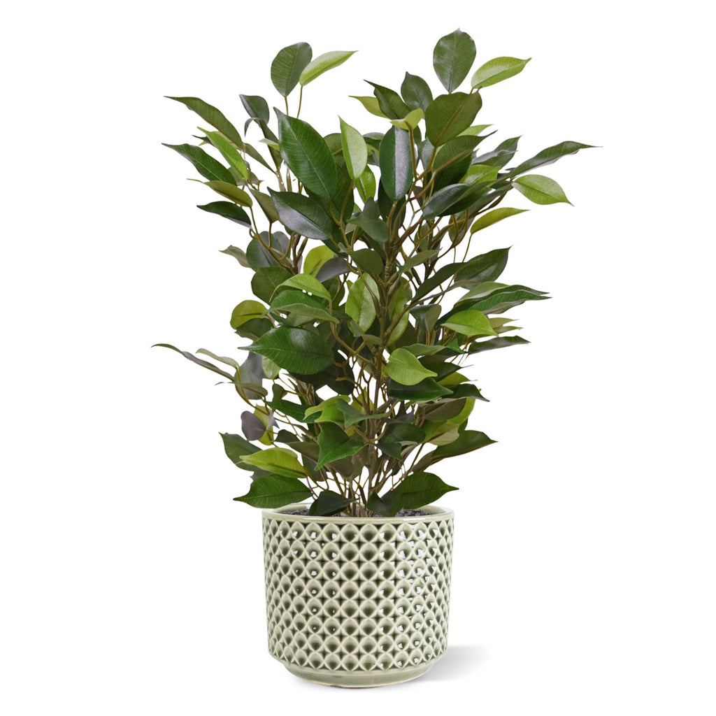 Ficus Natasja Kunstplant 40cm in 10cm pot
