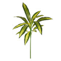 Draceana Fragrans 70cm Kunstplant Burley