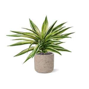 Draceana Kunstplant Bont 30cm