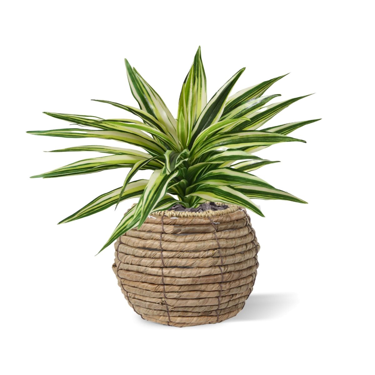 Draceana Kunstplant Bont 30cm
