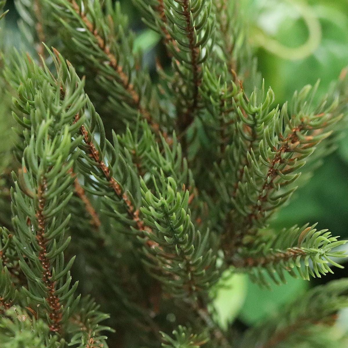 Picea Kunst Kerstboom 55 cm