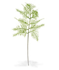 Asparagus kunsttak 55 cm