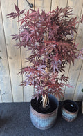 Acer Kunstboom 145 cm Burgundy – Showroom Editie (incl. styling)