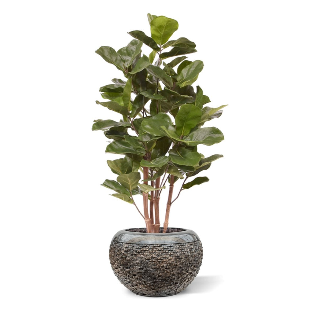 Royal Lyrata kunstplant 105 cm