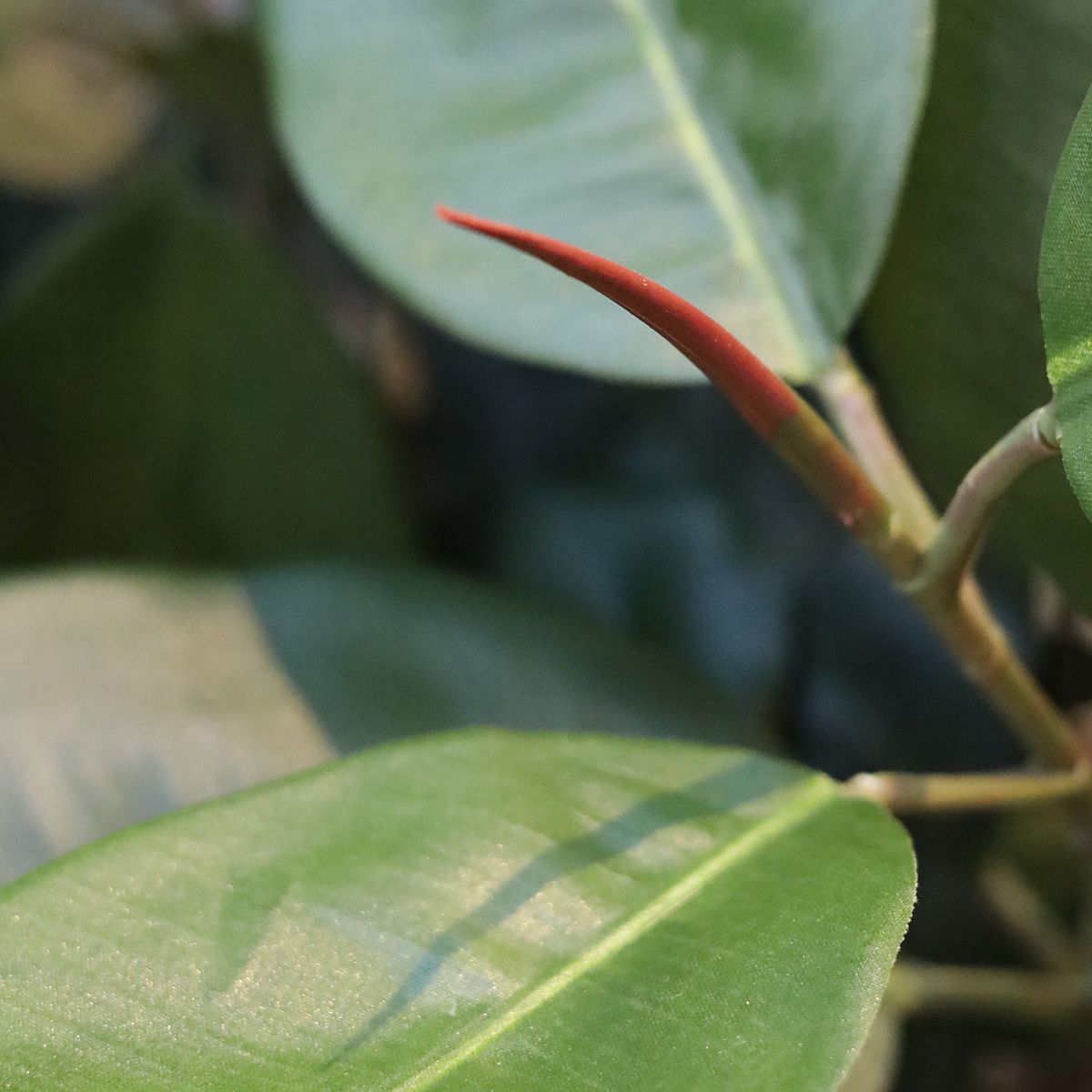 Elastica Robusta kunstplant 170cm groen