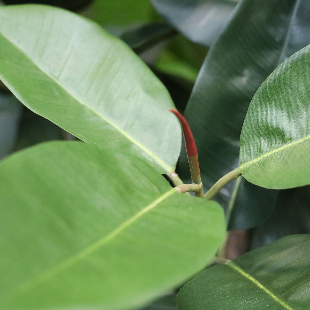 Elastica Robusta kunstplant 170cm groen