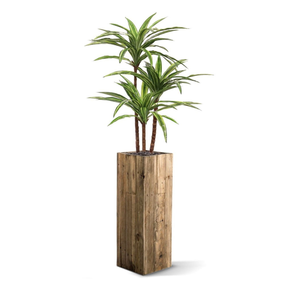 Draceana Massangeana kunstplant Deluxe 95cm