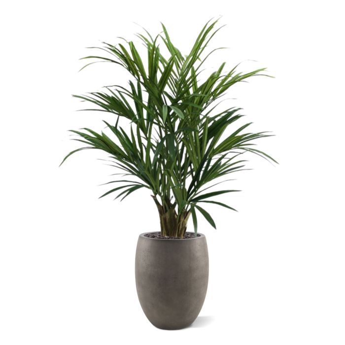 Kentia deluxe kunstpalm XL 140cm