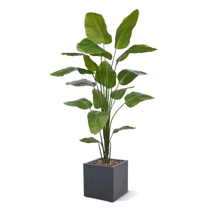 Strelitzia Nicolai kunstplant 210cm