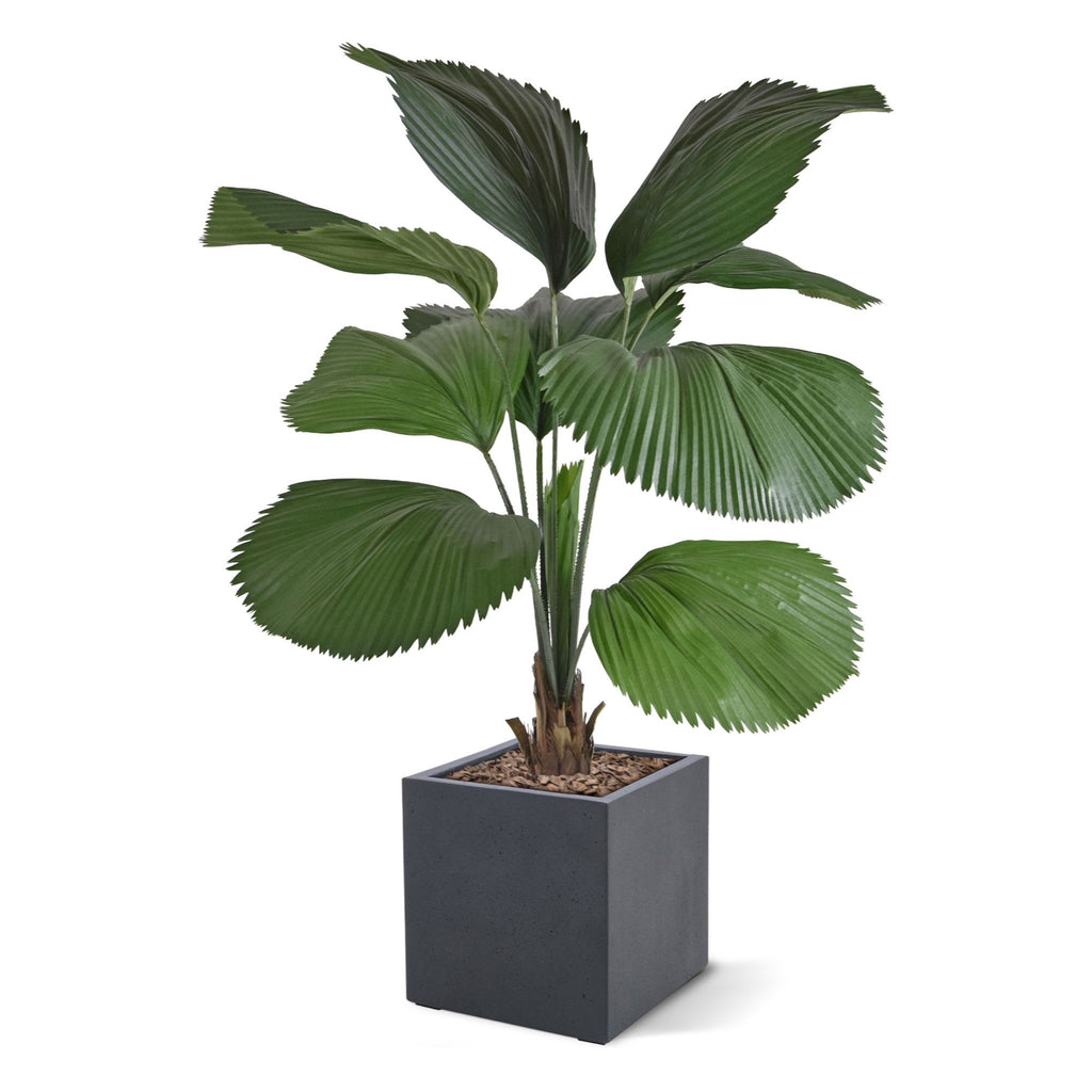 Licuala kunstpalm 115cm
