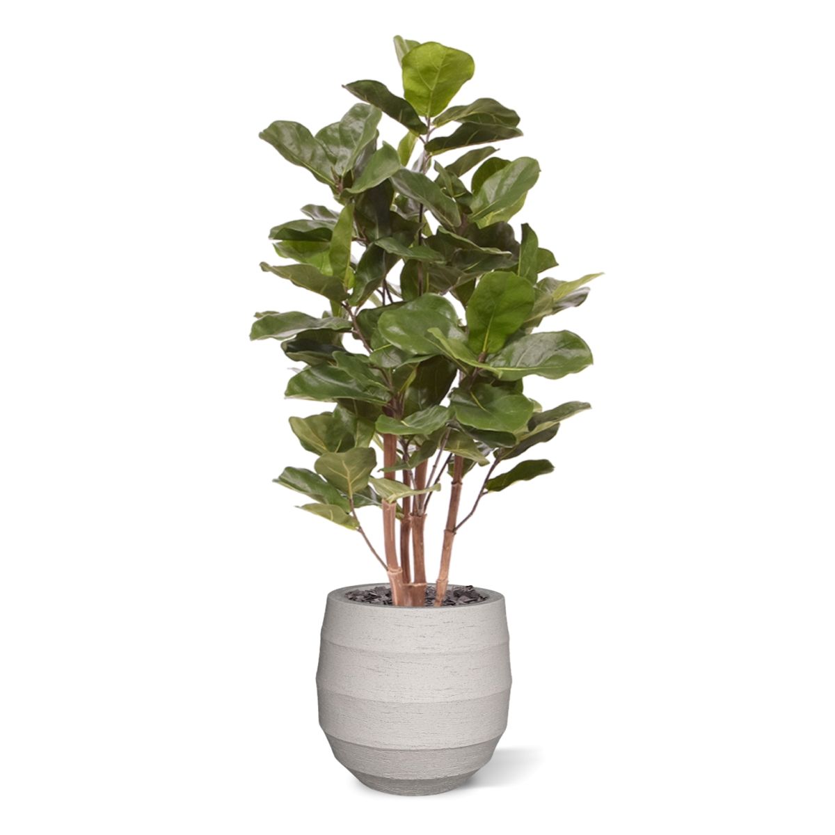 Royal Lyrata kunstplant 105 cm