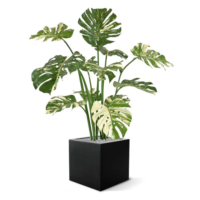 Monstera Deliciosa kunstplant 110m - groenbont
