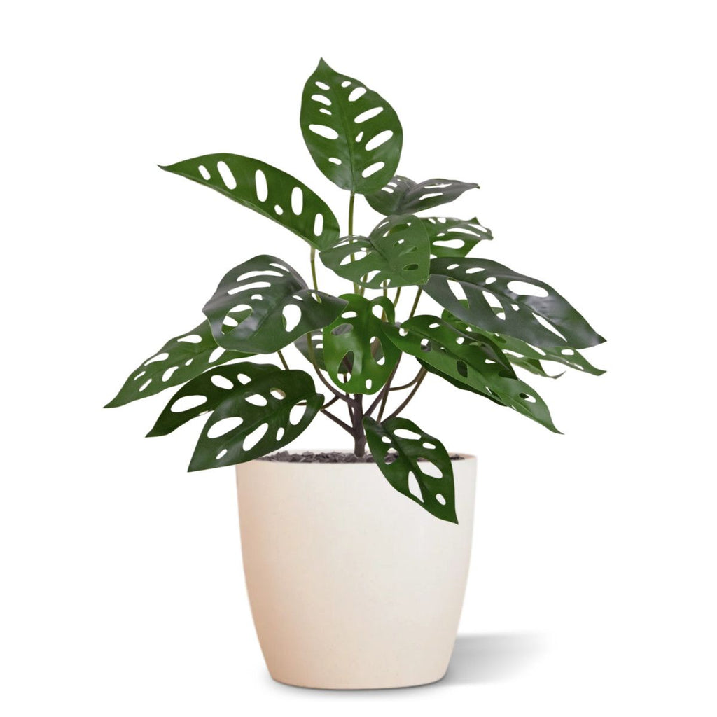 Monstera Adansonii Kunstplant 30cm