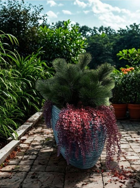 Hangplant voor buiten: Callisia burgundy, UV-bestendig