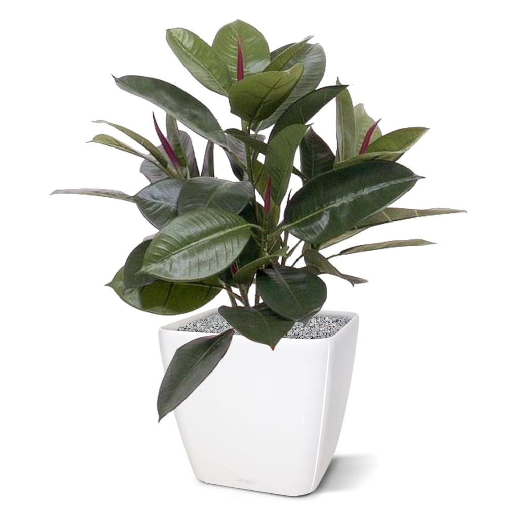 Philodendron Window kunstplant 50cm