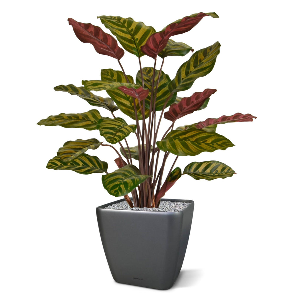 Red Calathea Makoyana kunstplant 60cm