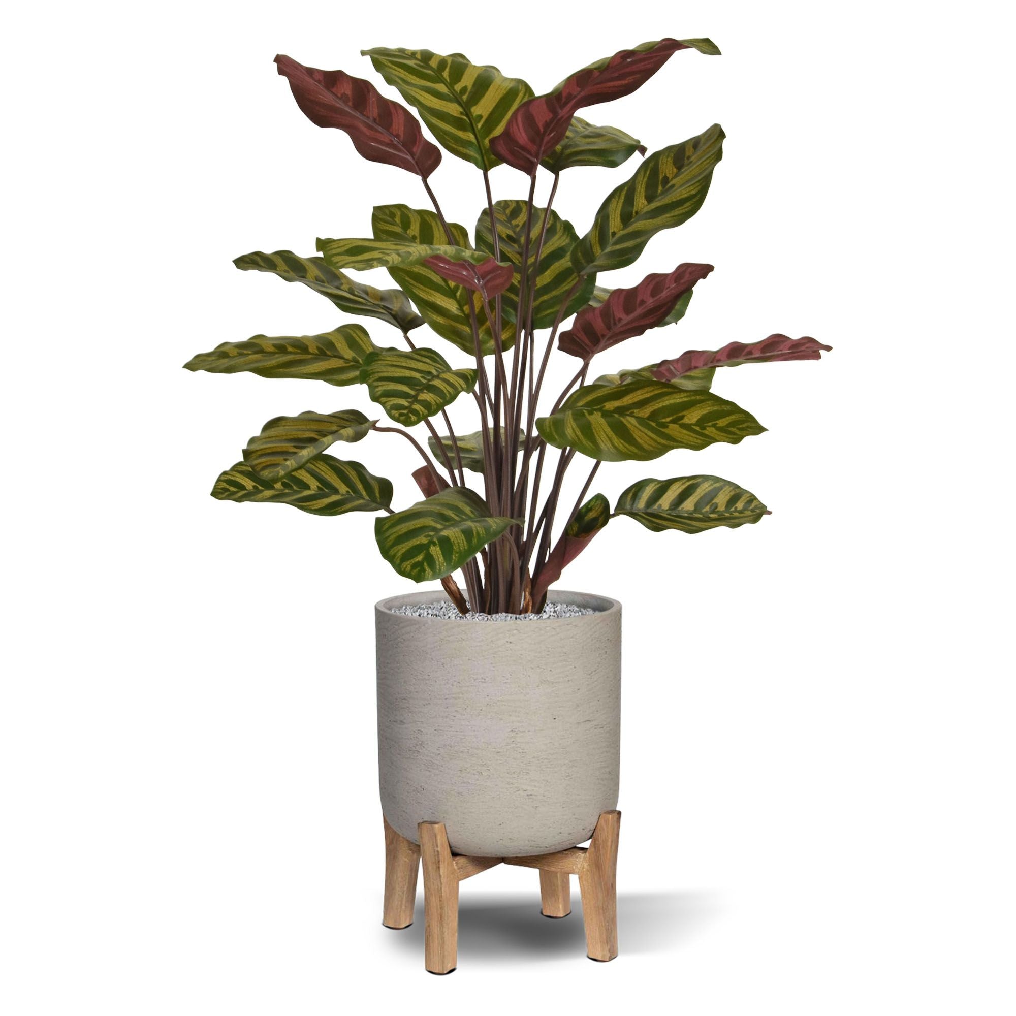 Red Calathea Makoyana kunstplant 60cm