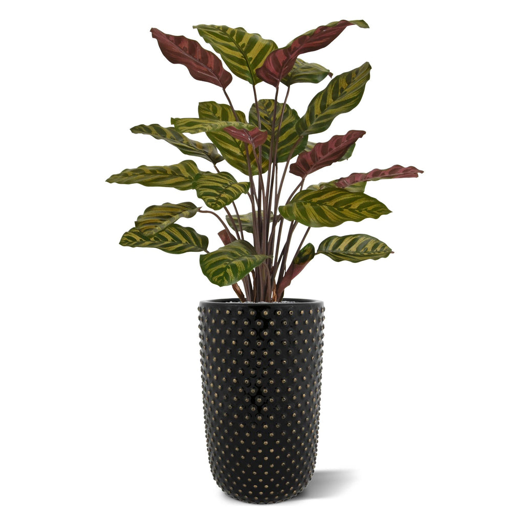 Red Calathea Makoyana kunstplant 60cm