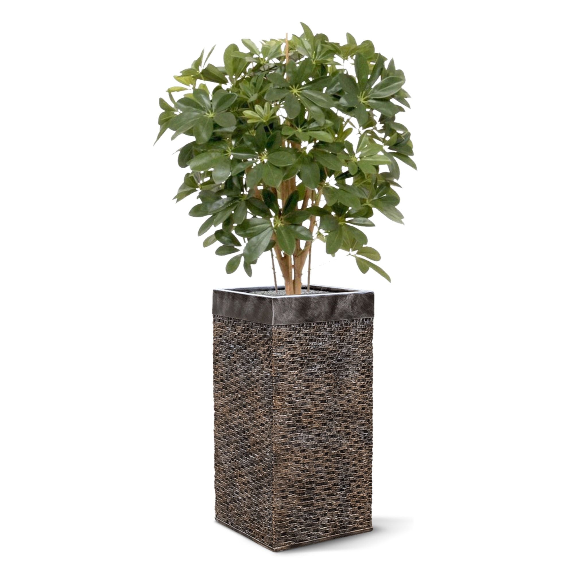 Schefflera kunstplant 80cm