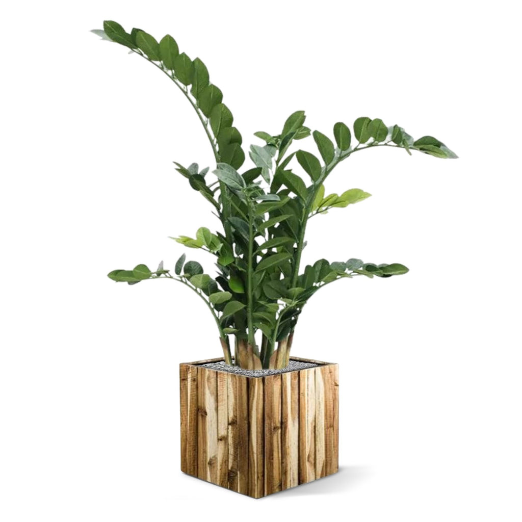 Zamioculcas kunstplant 100cm