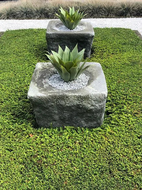 Buitenkunst Agaveplant 50 cm UV