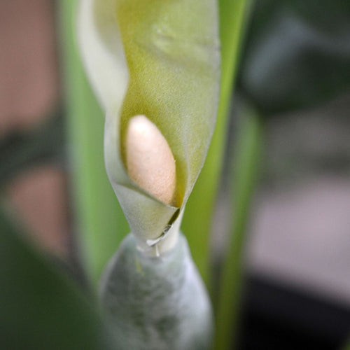 Alocasia Calidora kunstplant 70cm - FR - brandvertragend