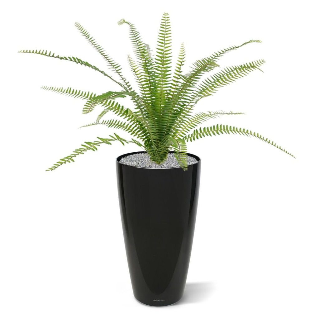 Asplenium Varen kunstplant 75cm