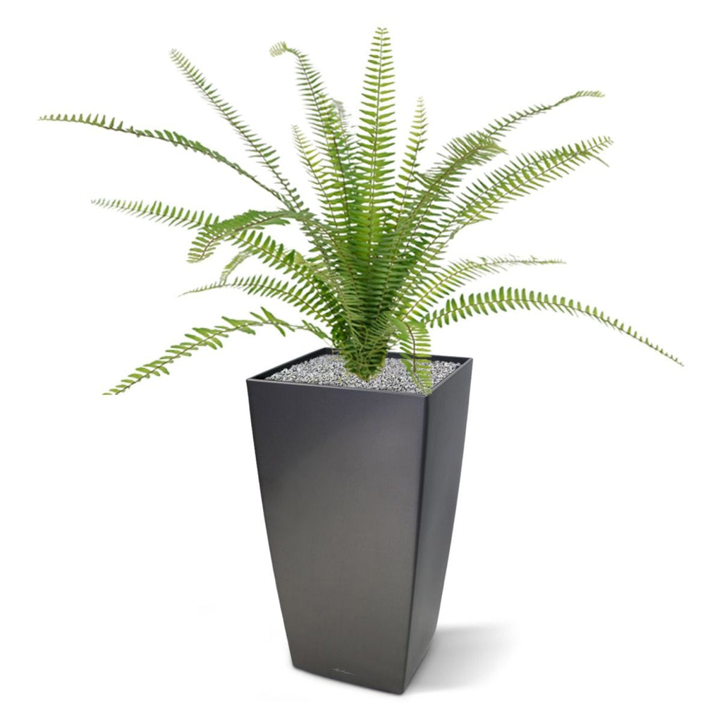 Asplenium Varen kunstplant 75cm
