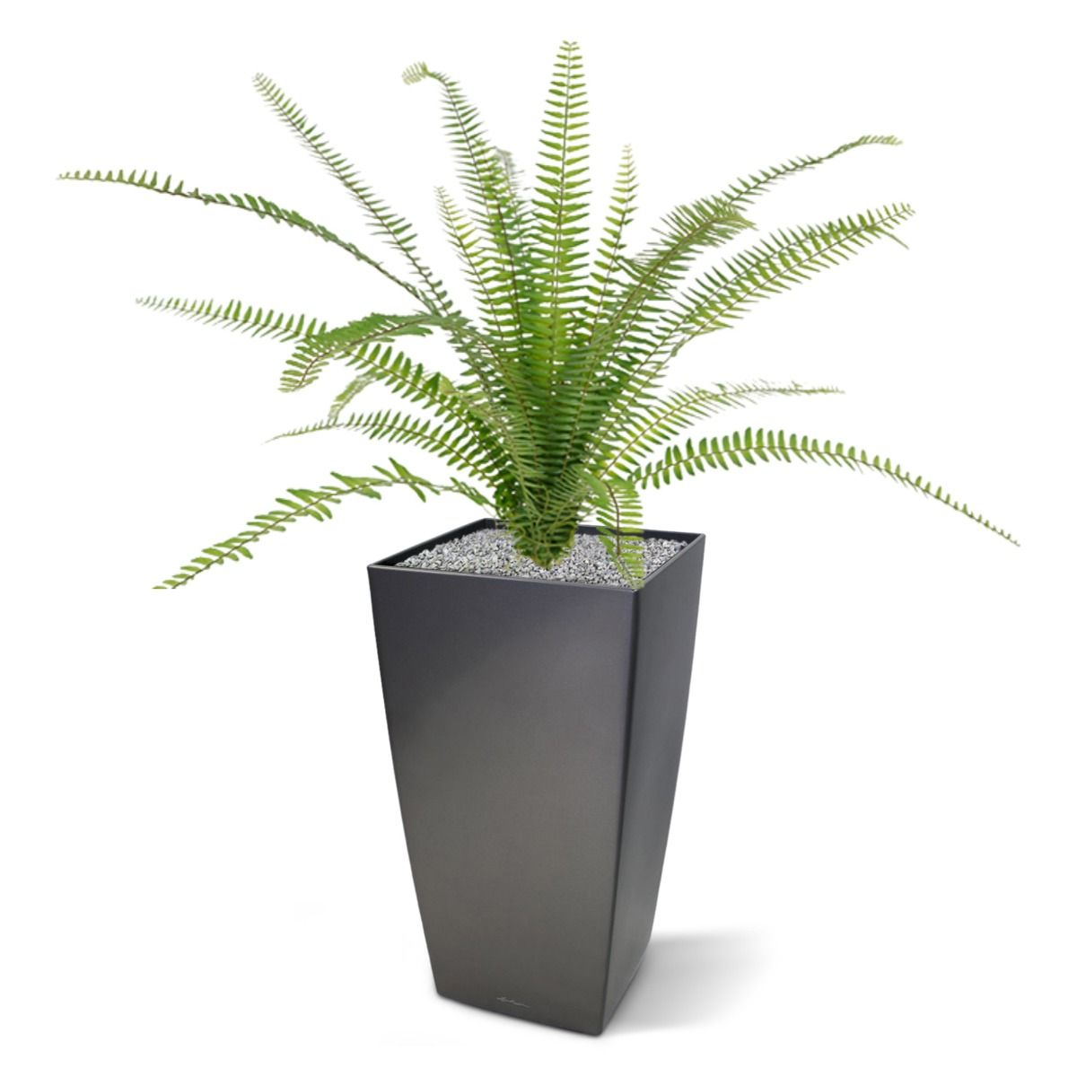 Asplenium Varen kunstplant 75cm