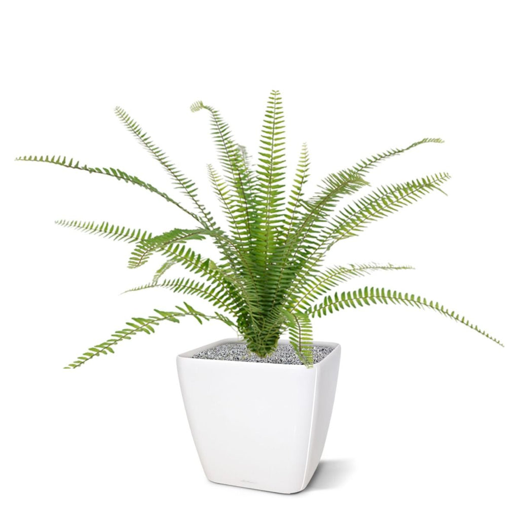 Asplenium Varen kunstplant 75cm