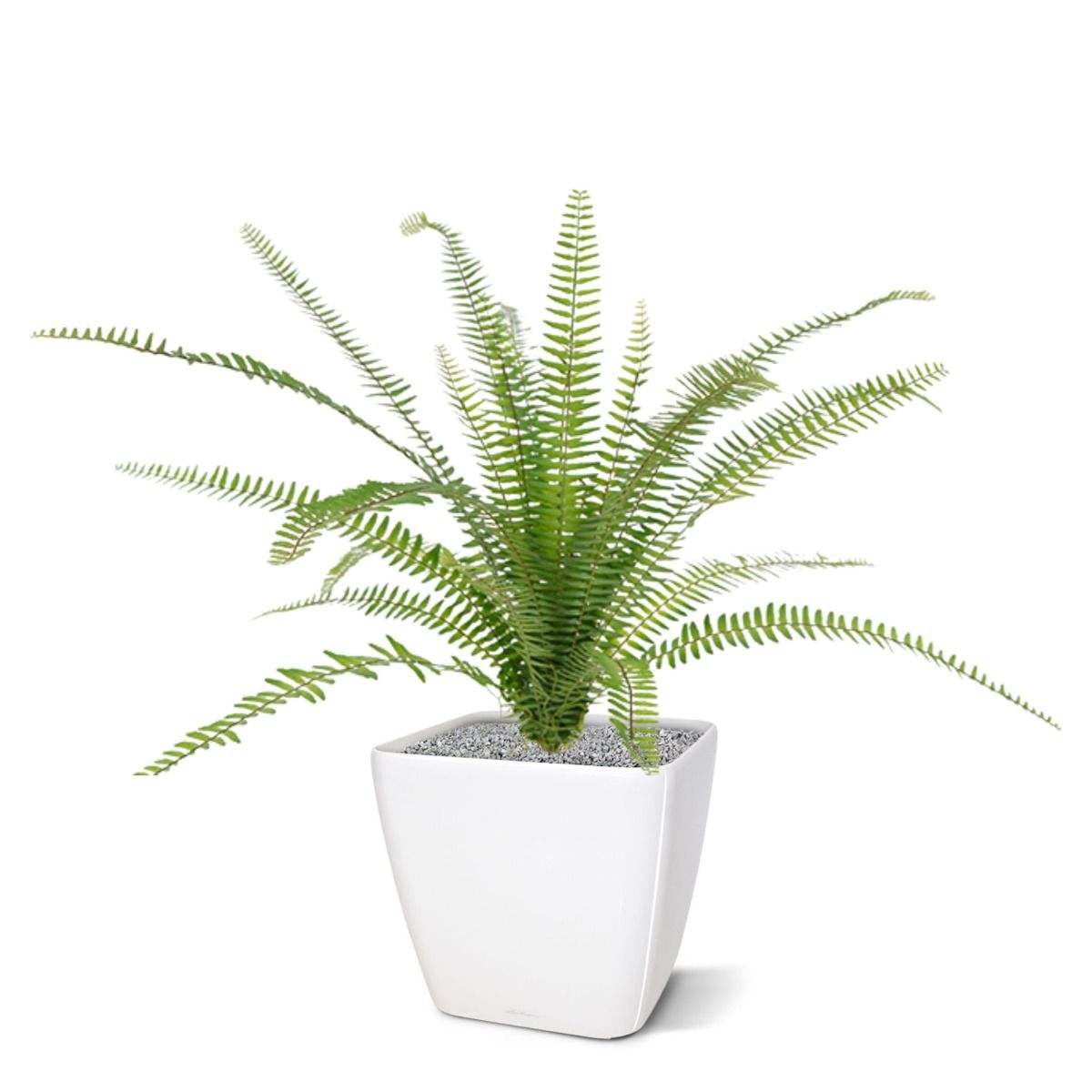Asplenium Varen kunstplant 75cm