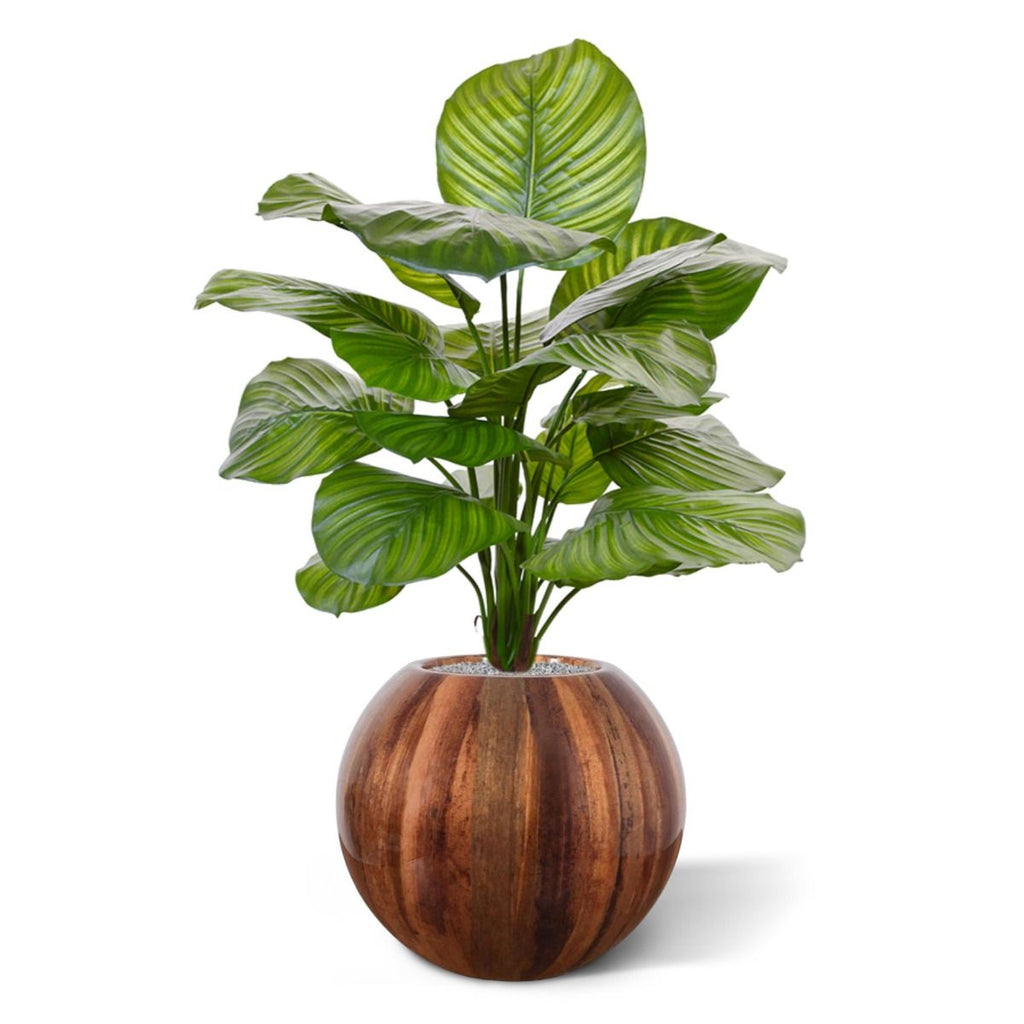 Calathea Fasciata kunstplant 70cm