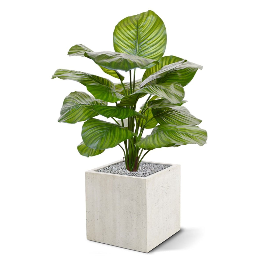 Calathea Fasciata kunstplant 70cm