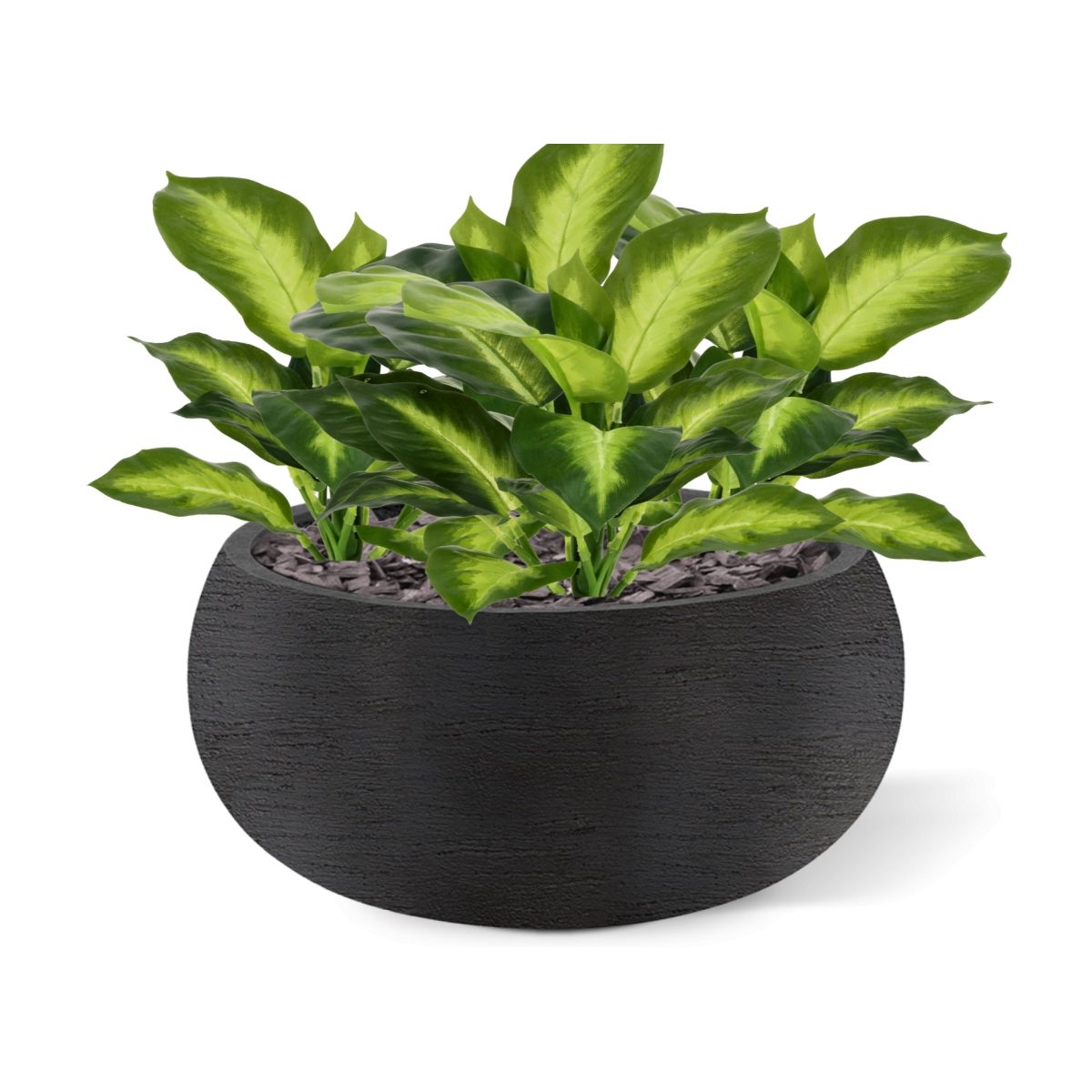 Dieffenbachia Kunstplant 25cm