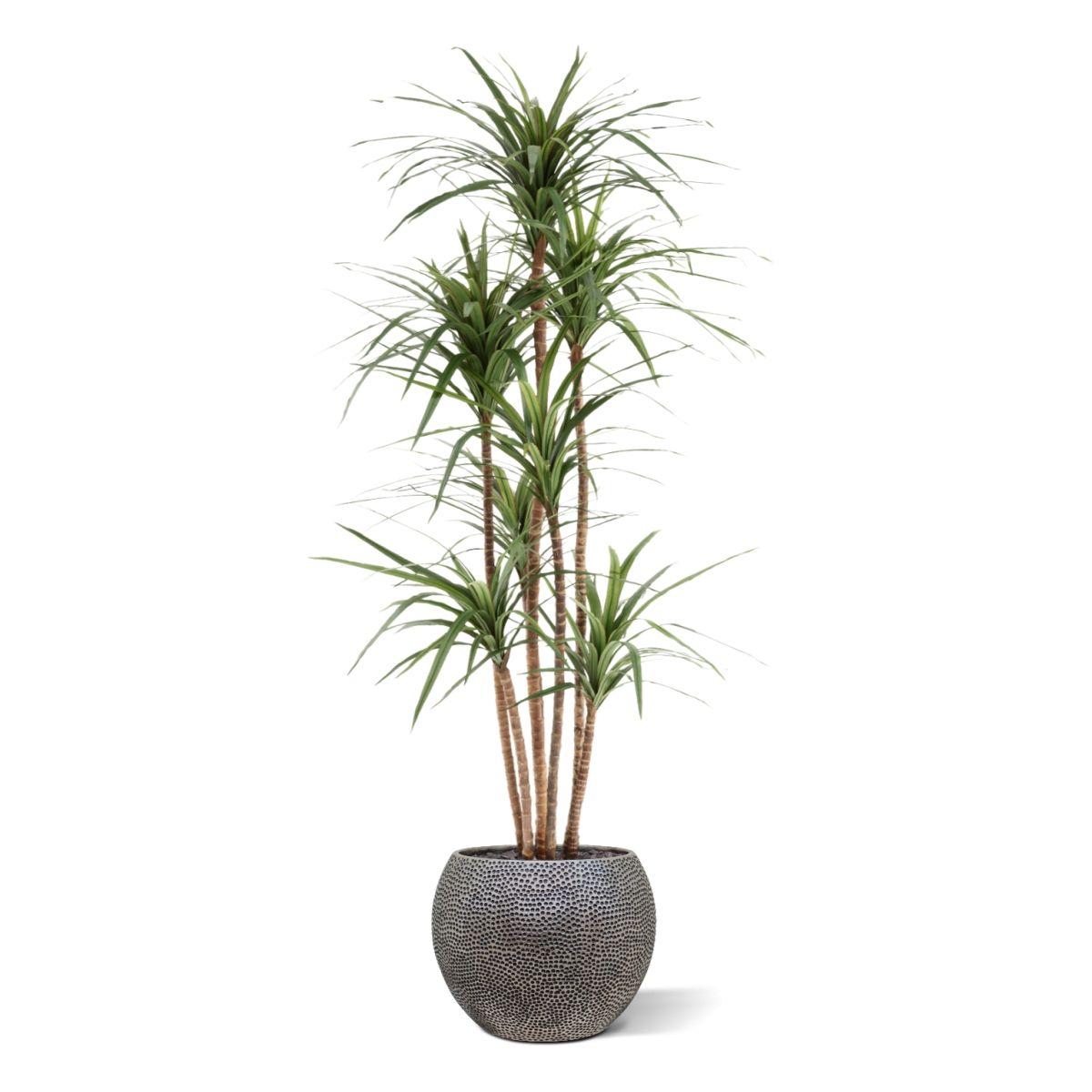 Draceana Marginata Kunstplant Deluxe 160cm