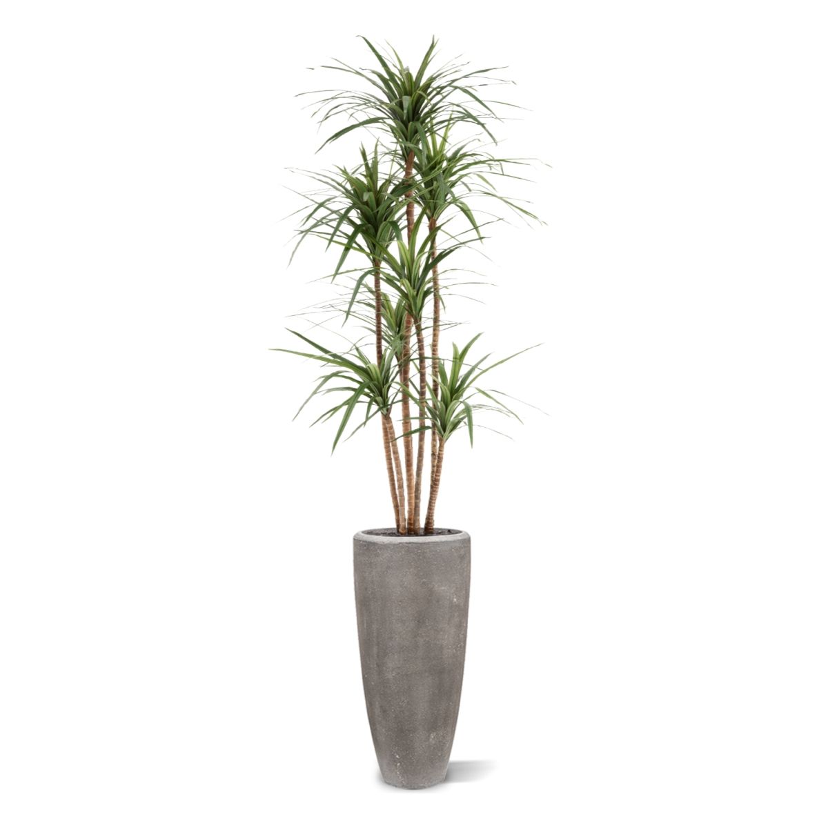 Draceana Marginata Kunstplant Deluxe 160cm