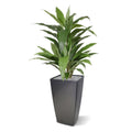Draceana groen kunstplant 80cm