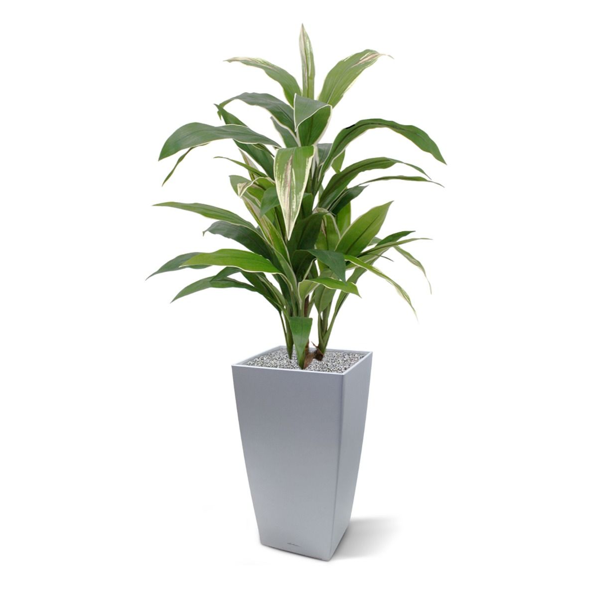 Draceana kunstplant 80cm - bont