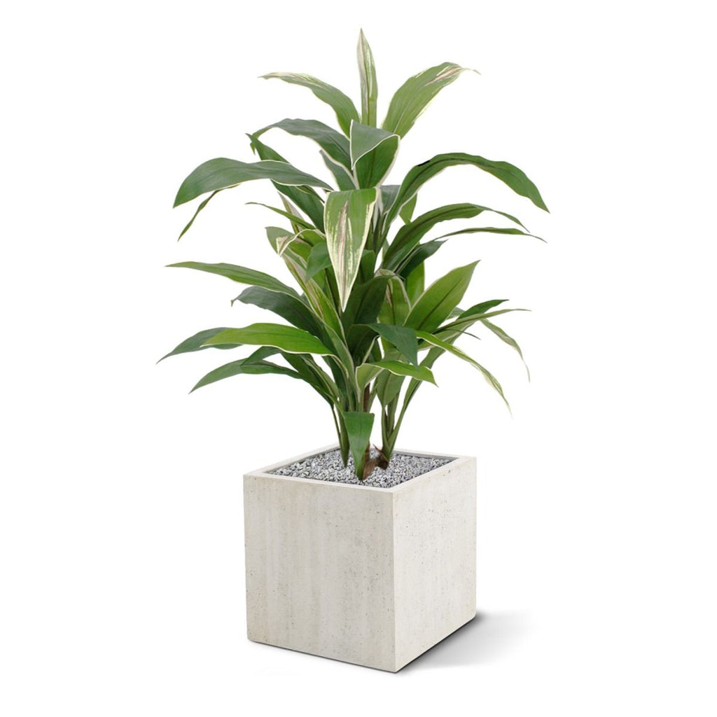 Draceana kunstplant 80cm - bont