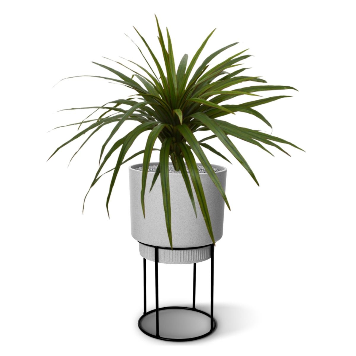 Draceana Marginata kunstplant 50cm